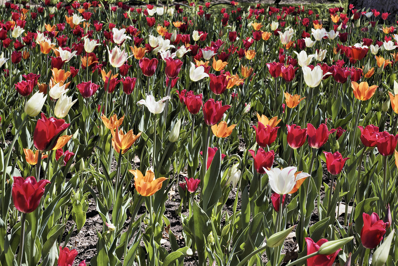 Hodgepodge – Canadian Tulip Festival, Dow’s Lake, Ottawa, Ontario, Canada