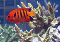 IMG_4209FishNaturalHistoryMuseum