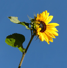 Sonnenblumenwetter