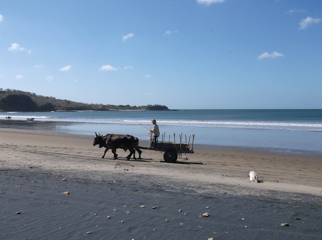 Bueyes en la playa