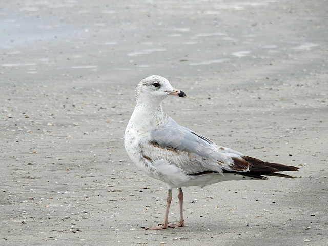 Day 4, Herring (?) Gull immature, Mustang Island State Park