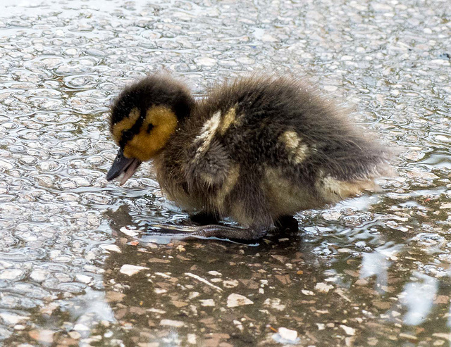 Duckling