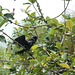 Uganda, Mabamba Wetlands, Black Cormorant in the Branches of a Bush.