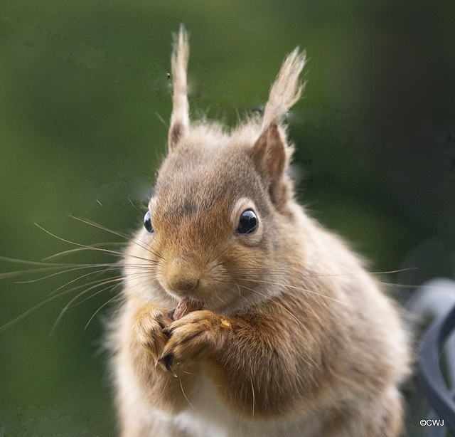 Red Squirrel raiding the bird feeder