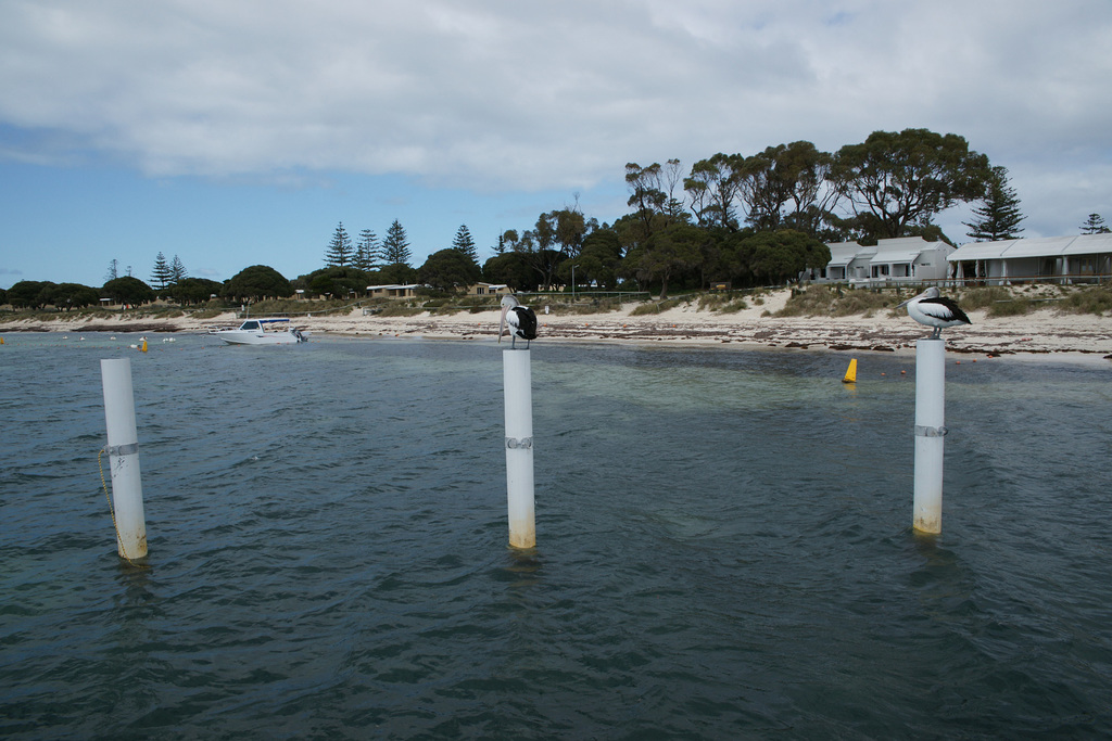 Pelicans On Rottnest Island