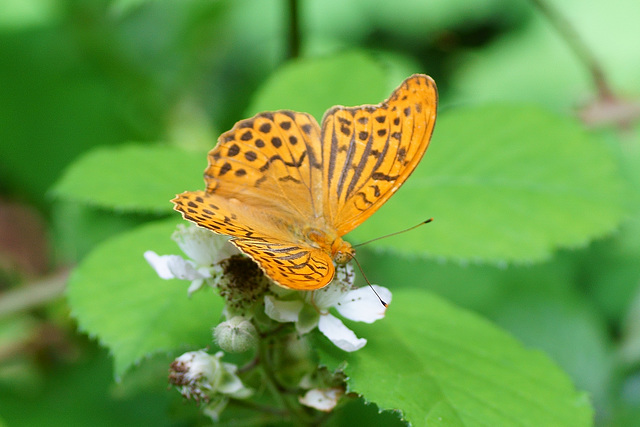 Kaisermantel ♂ im Nationalpark Harz II