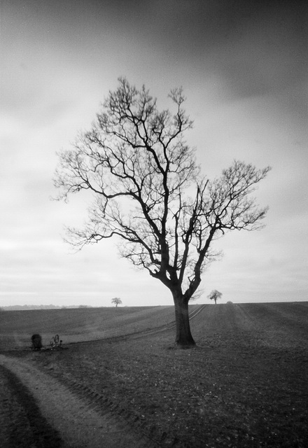 Heron's Farm tree on a foggy day.