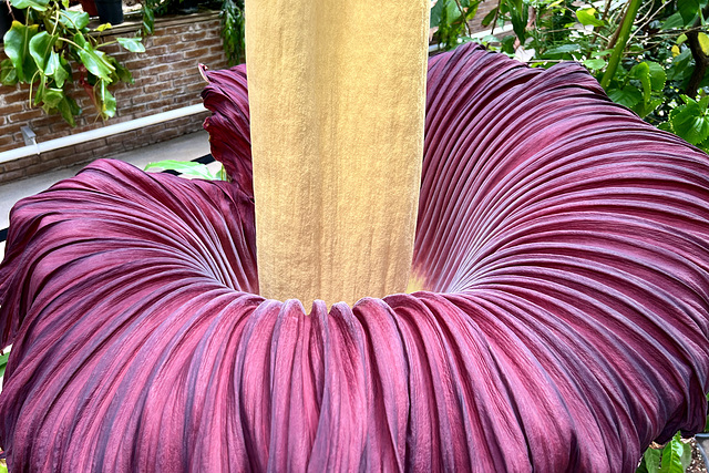 Hortus Botanicus 2022 – Amorphophallus titanum