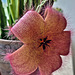 Stapelia - Aasblume