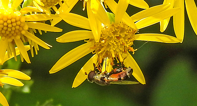 20230716 2078CPw [D~LIP] Jakobs-Greiskraut, Kleine Mistbiene (Syritta pipiens), Bad Salzuflen