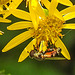 20230716 2078CPw [D~LIP] Jakobs-Greiskraut, Kleine Mistbiene (Syritta pipiens), Bad Salzuflen