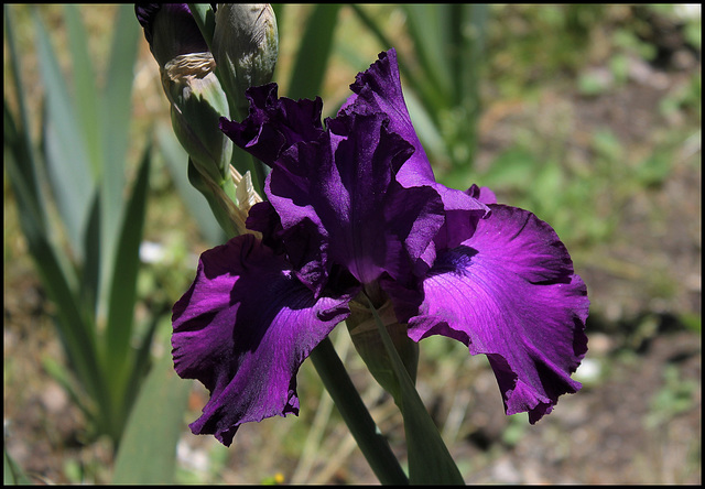 Iris Loyalist (2)