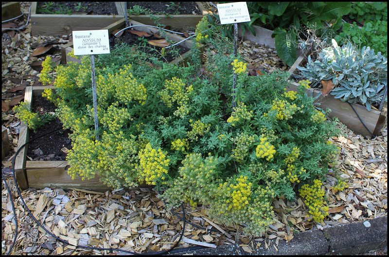 Alyssum montanum (2)