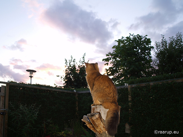 Rags and summer evening sky