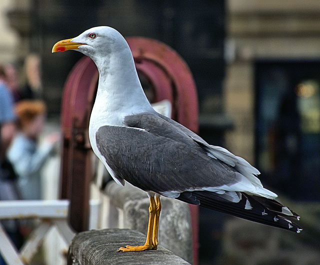Gull 2