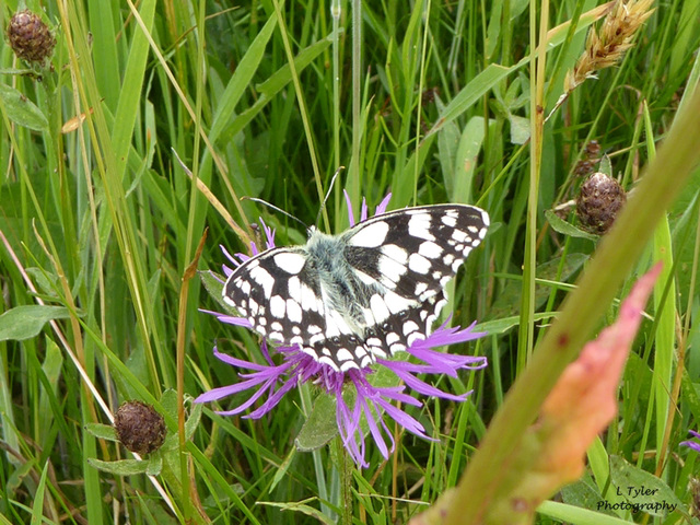 Marbled White