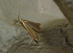 Moth IMG_1767