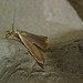 Moth IMG_1767