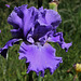 Iris 'Cape Perpetua'