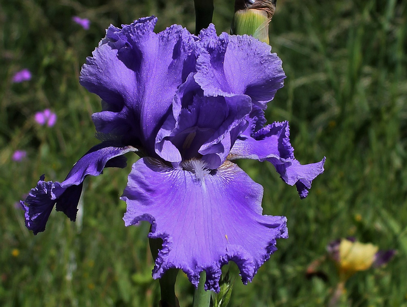 Iris 'Cape Perpetua'