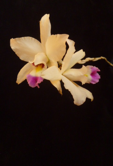 Laelia anceps 'Portrait'