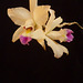 Laelia anceps 'Portrait'