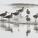 Day 4, Willets, Mustang Island State Park