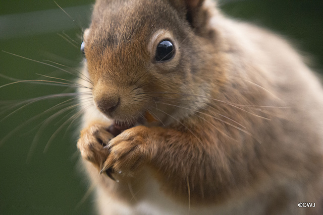 Red Squirrel raiding the bird feeder