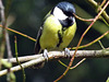 Great tit (Parus major). Poing, Germany.