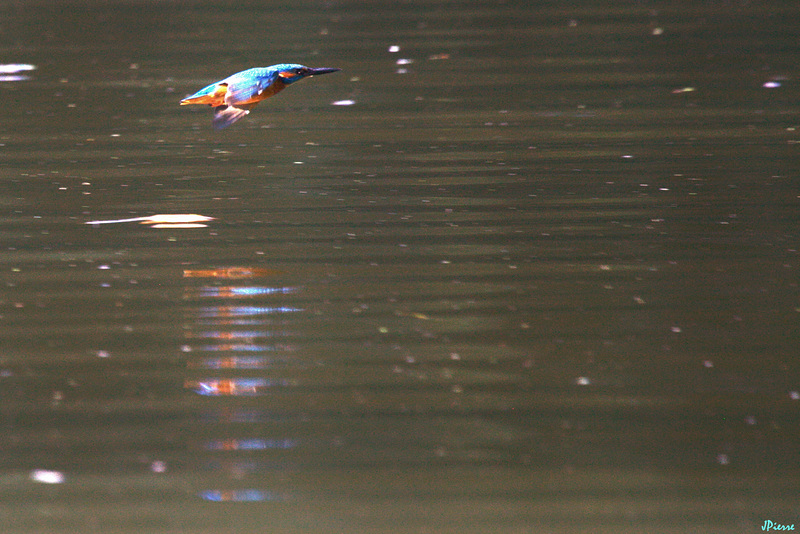 La torpille bleue
