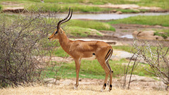 Tsavo West National Park