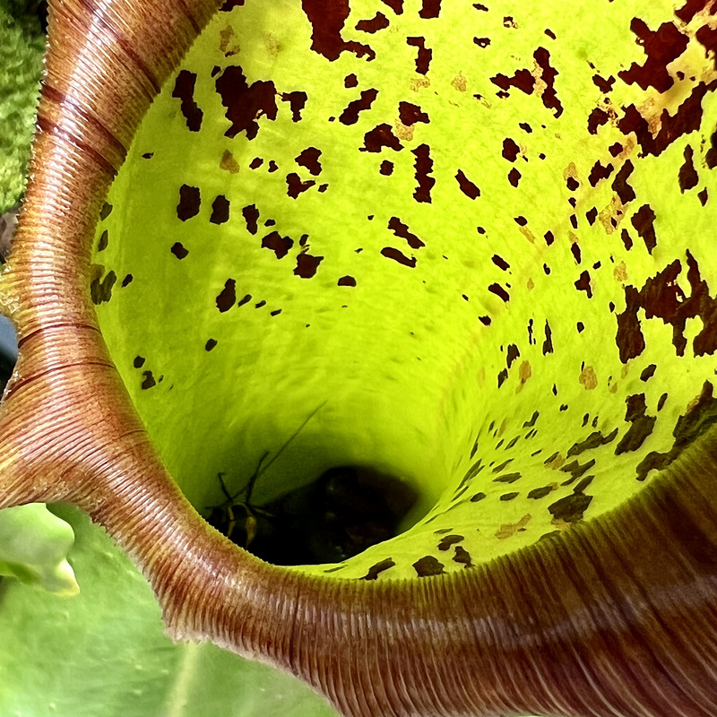 Hortus Botanicus 2022 – Nepenthes