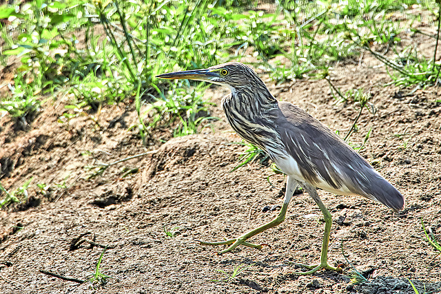 Indian Pond Heron - Ardeola grayii