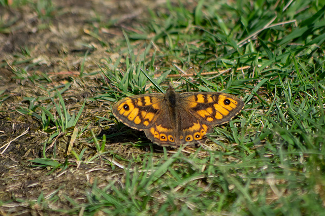 Wall Brown Butterfly