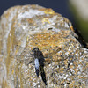 Orthetrum réticulé 1