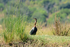 Botswana, Chobe National Park, Bird of the Heron Family