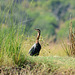 Botswana, Chobe National Park, Bird of the Heron Family