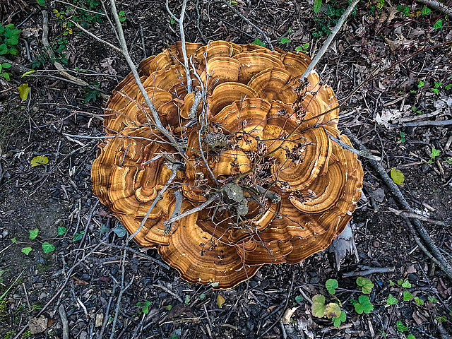 20150909 191514Hw [D~LIP] Riesenporling (Meripilus giganteus), Landschaftsgarten, Bad Sazluflen