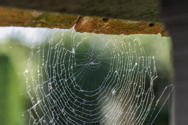 Cobweb - DSB 0123