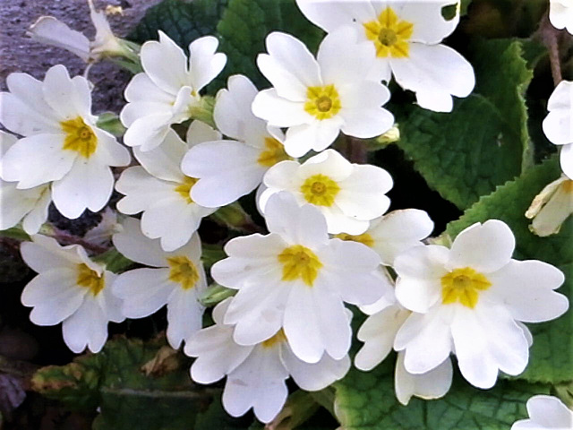 The lovely bunch of primroses