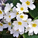 The lovely bunch of primroses