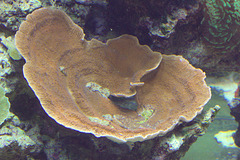 IMG_4212Coral