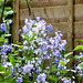 Gorgeous bluebells in my driveway