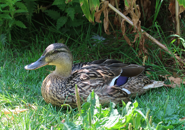 Duck