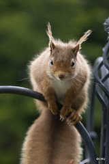 Red Squirrel raiding the bird feeder