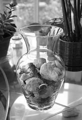 A Vase of Shells