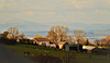 Hill  farm
