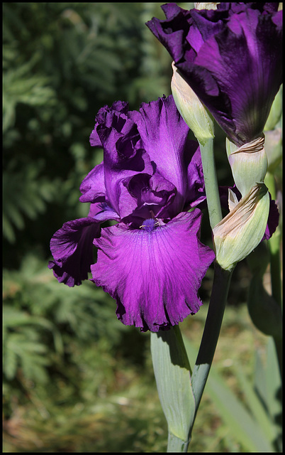 Iris Loyalist