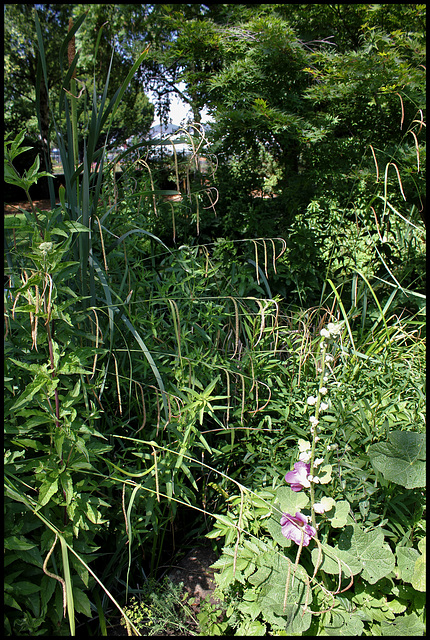 Carex pendula (4)