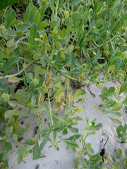 DSC01382 - rosetão Acicarpha spathulata, Calyceraceae
